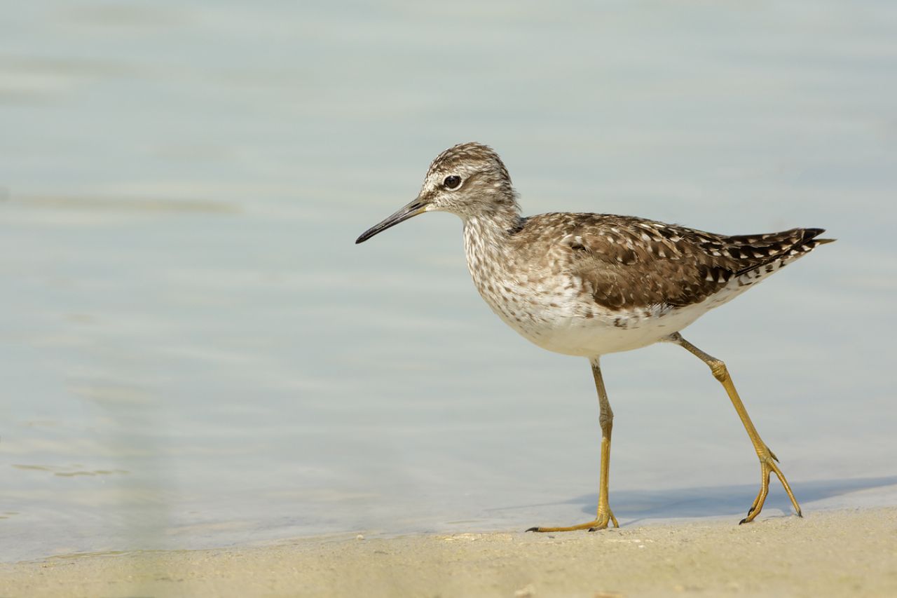 Piro-Piro boschereccio (Tringa glareola)